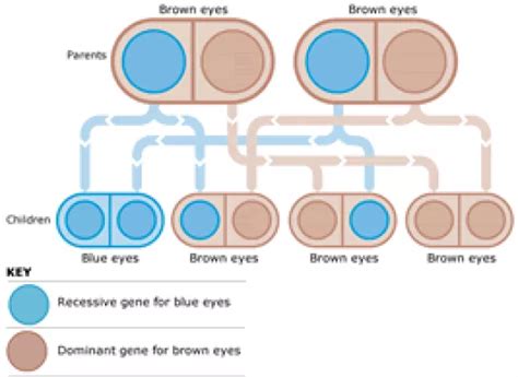 Eye Color Genetics Chart - FamilyEducation