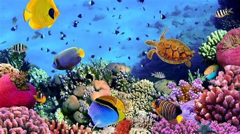 Sea Animals Wallpapers - Top Free Sea Animals Backgrounds - WallpaperAccess