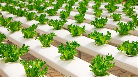 Top 5 Methods for Hydroponic Growing | MadgeTech