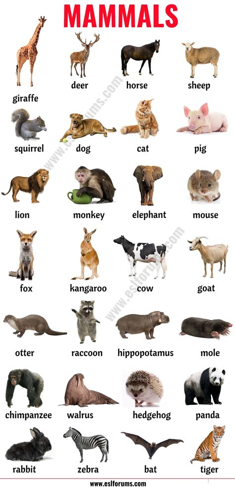 Mammals: List of 152 Mammals in English with ESL Picture! - ESL Forums