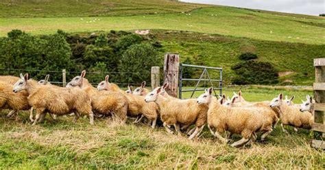 Cheviot Sheep Breed Information, History & Facts - RaisingSheep.net