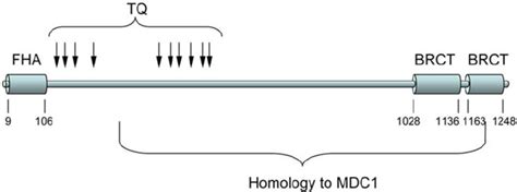 Structure of MU2. Diagram of the MU2 protein showing the N-terminal FHA ...