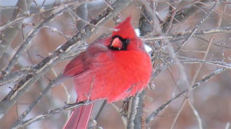 What Do Cardinals Do in the Winter? - Bird Watching Pro