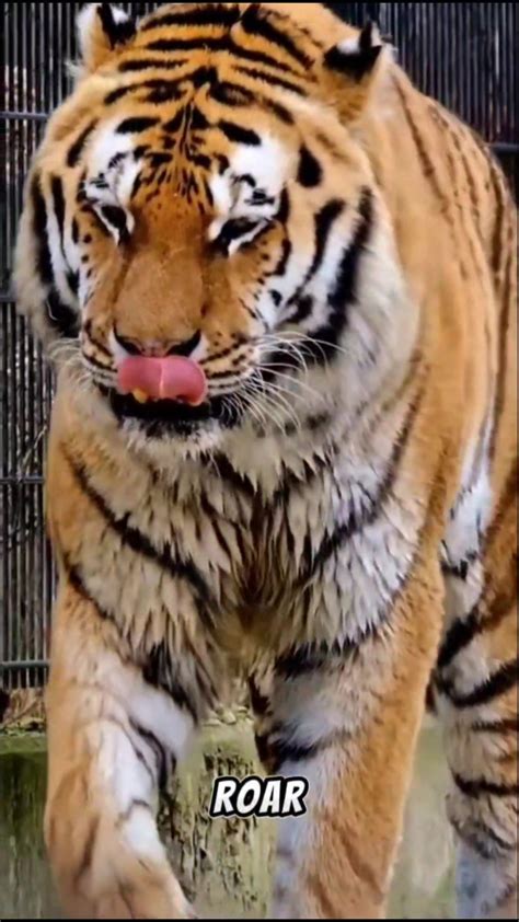 Roar Unleashed: The Top 10 Tiger Truths : r/NatureBeingFunny