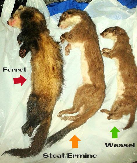 Polecat/Stoat/Weasel Differences by Draxidermy on DeviantArt