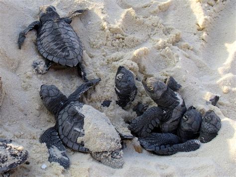 Green Sea Turtles hatchlings on Kuredu - PADI Pros