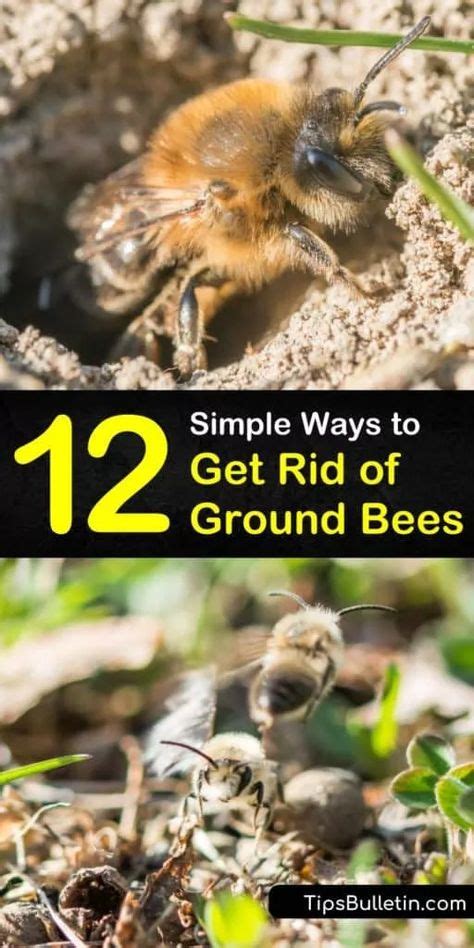 9 Bees nest removal ideas in 2021 | bees nest removal, ground bees ...