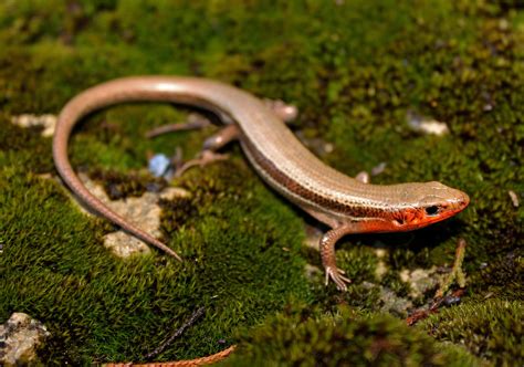 Loving Exotics — Southern Coal Skink Plestiodon Anthracinus...