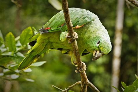 Best Ecuador Birding Tours & Itineraries - Compare 0 Trip Ideas | kimkim