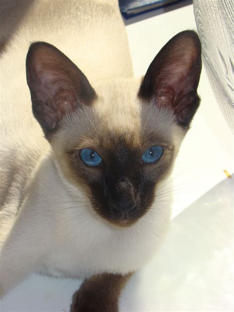 Discover the Fascinating History of Siamese Cats