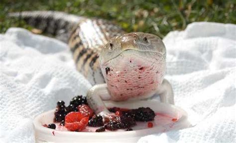 Blue-Tongued Skink Care Sheet: A New Owner & Beginner MUST Read!