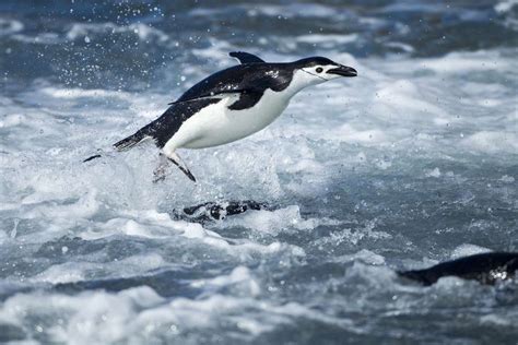 10 Incredible Animals That Live in Antarctica