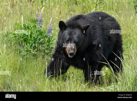 North America; United States; Alaska; Kenai Peninsula; Wildlife ...