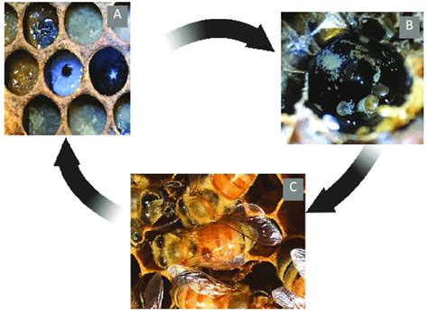 A simplified diagram showing the life cycle of Varroa destructor ...