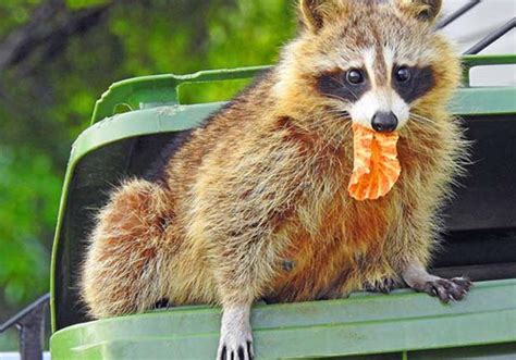 Will Ammonia Get Rid Of Raccoons