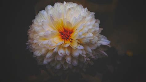 Selective Focus Photography of Pink Peony Flowers · Free Stock Photo