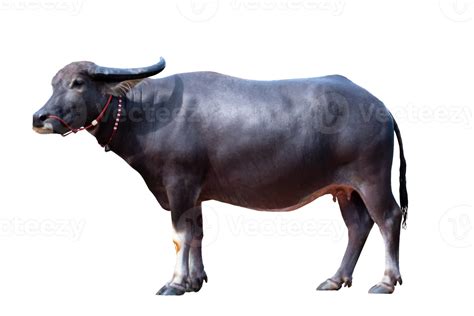 Female Buffalo standing isolated on transparent background with ...