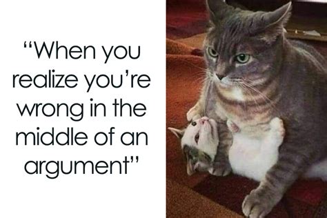 ‘Cats On Catnip’: 50 Funny And Relatable Cat Memes We Loved A Lot ...