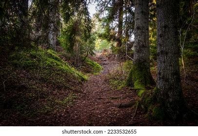 7,893 Mossy Forest Trails Images, Stock Photos & Vectors | Shutterstock