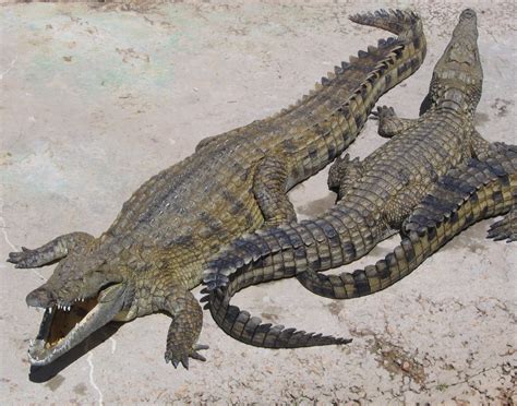 Crocodylidae - Wikipedia, la enciclopedia libre