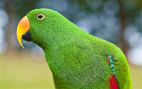 Vibrant Parrot HD Wallpaper: A Splash of Green Feathered Beauty