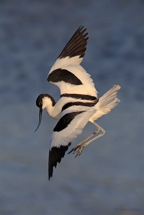 Pied Avocet in Flight | This Avocet was protecting it's newl… | Flickr