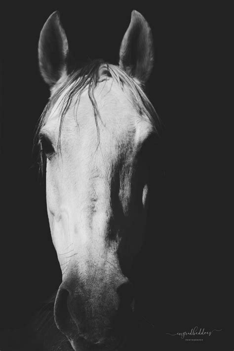 White Horse on black background