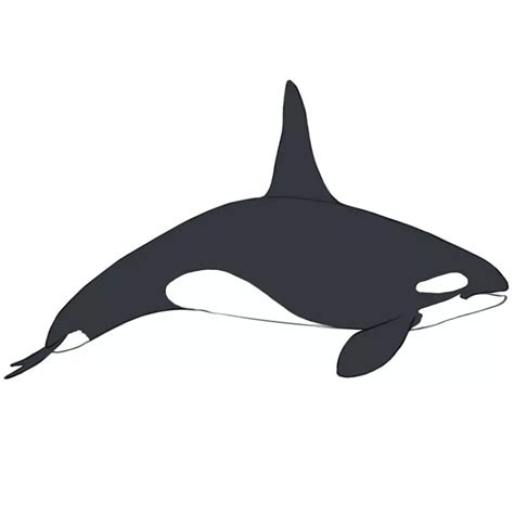 Orca Jumping Drawing