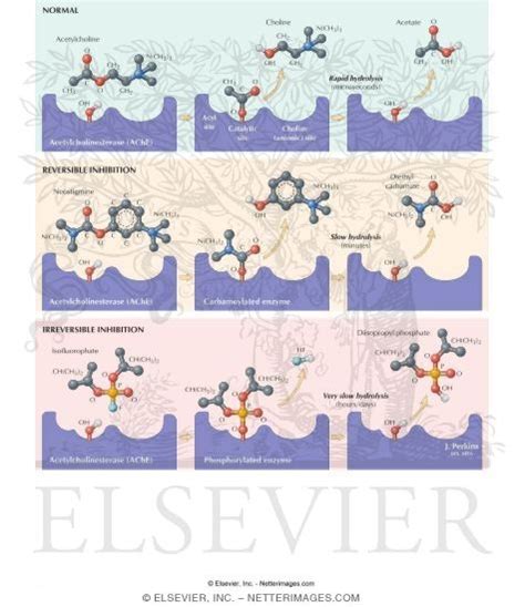 Mechanism of Action of Acetylcholinesterase Inhibitors