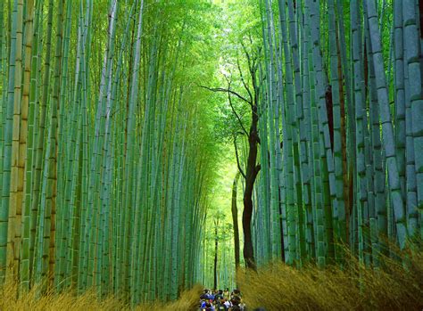 Find your inner zen at Arashiyama’s Sagano Bamboo Forest, Kyoto ...