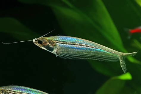 Glass Catfish: The Complete Care And Breeding Guide - Fishkeepingfans.com