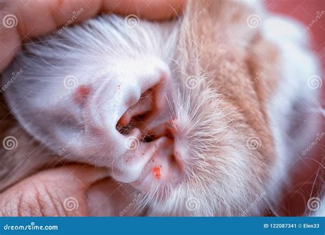 Uricle of a Cat Infected with an Ear Mite Stock Image - Image of hand ...