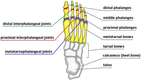 Addressing forefoot pain, plan A: Cleat position adjustment | the ...