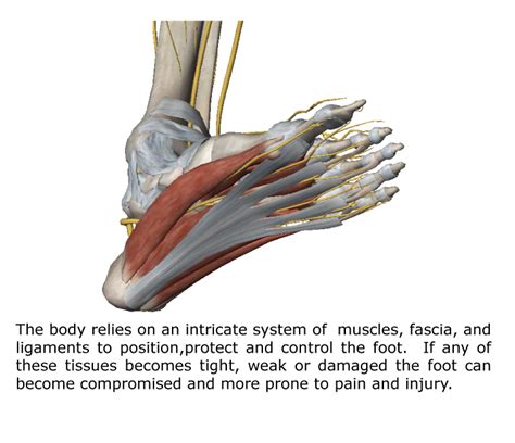 The Foot Intrinsic Muscles and Their Role in Foot Pain - Gray ...