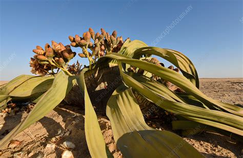 Welwitschia mirabilis in the Namib Desert - Stock Image - C044/5963 ...