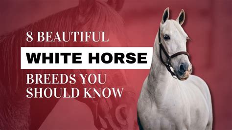 8 Beautiful White Horse Breeds You Should Know | Strathorn Farm Stables