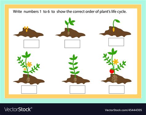 Plants life cycle worksheet Royalty Free Vector Image