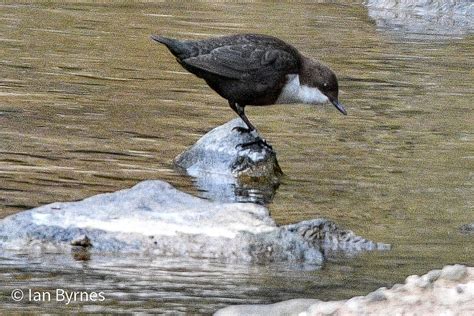 Dipper | BirdForum