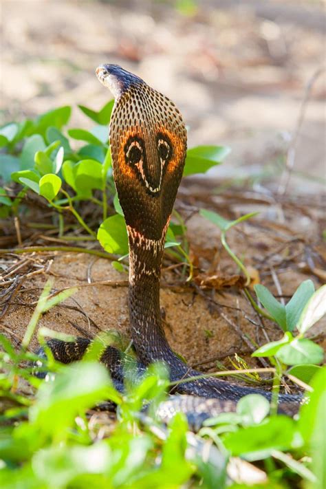 Cobra - KHAO SOK National Park, Thailand