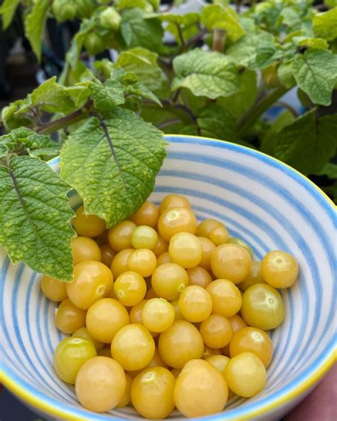 First harvest of my cape gooseberries grown from seed. May everyones ...