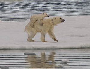 Polar bears 'spotted swimming with cubs on back'