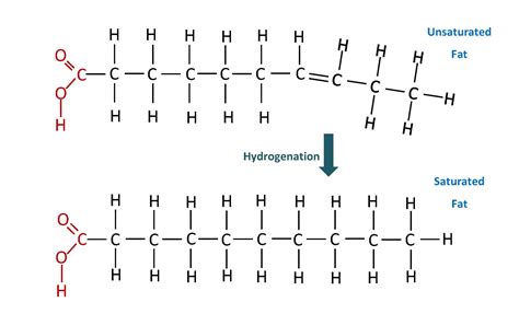 Lipids | Biology | Visionlearning