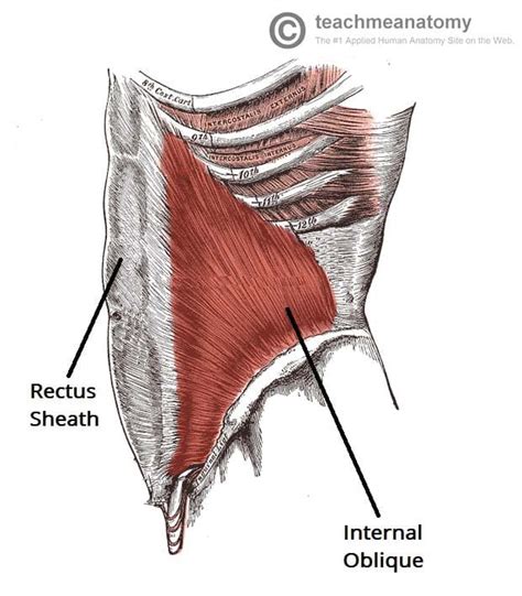 Internal Oblique - Actions - Innervation - TeachMeAnatomy