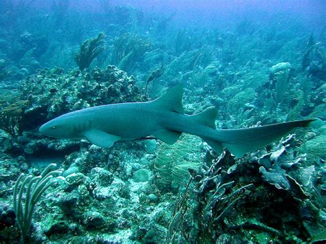 Nurse Shark Facts Archives - Animal Facts For Kids | Wild Facts