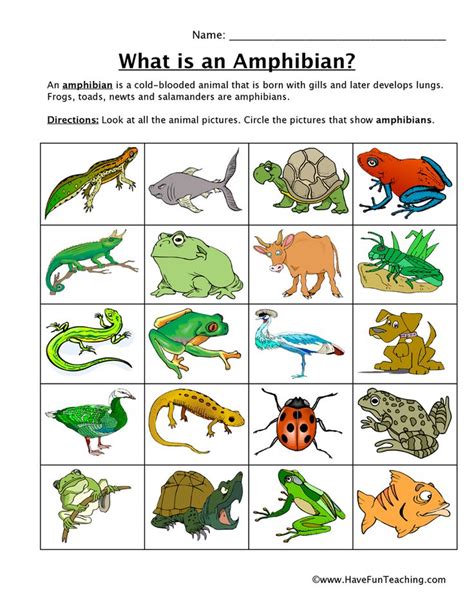 Amphibian Classification Worksheet - Have Fun Teaching | Animal ...