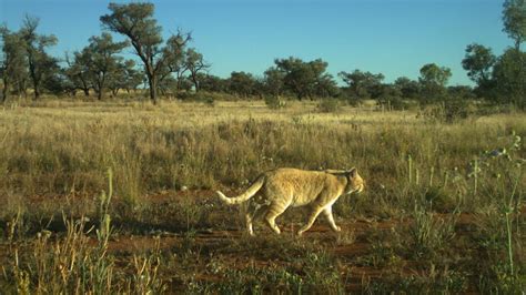 Researcher catches huge feral cats on camera roaming in Australian ...