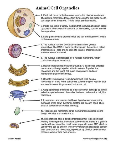 Cell Organelles | Animal cell organelles, Animal cells worksheet, Cell ...