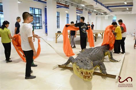 LOOK: The Giant Croc Lolong is Now at the National Museum of Natural ...