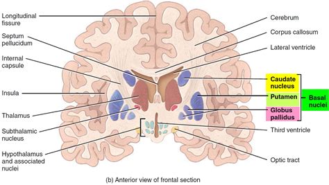 Neurogenesis function, location in the brain & how to increase neurogenesis