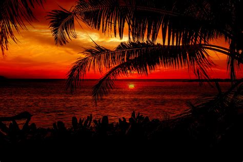 Sunset Beach Palm Trees Free Stock Photo - Public Domain Pictures